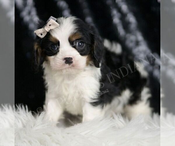 Medium Photo #3 Cavalier King Charles Spaniel Puppy For Sale in WARSAW, IN, USA