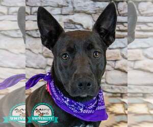 Bulldog-Labrador Retriever Mix Dogs for adoption in Kennesaw, GA, USA