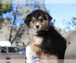 Small Photo #28 Australian Shepherd Puppy For Sale in ACTON, CA, USA