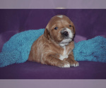 Small Photo #3 Cock-A-Poo Puppy For Sale in MANAHAWKIN, NJ, USA