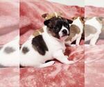 Small Photo #15 Chihuahua Puppy For Sale in MOUNT AIRY, NC, USA