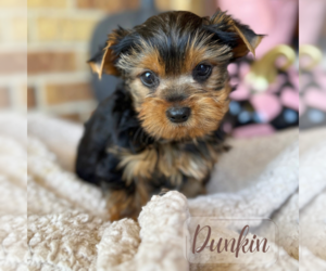 Yorkshire Terrier Puppy for sale in ADDISON, IL, USA