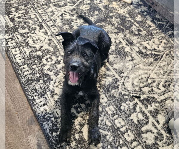 Medium Photo #4 GIANT SCHNAUZER -German Shepherd Dog Mix Puppy For Sale in Blacksburg, SC, USA