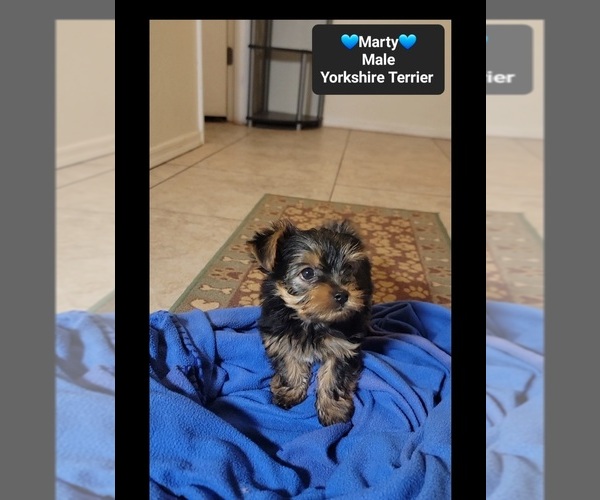 Medium Photo #3 Yorkshire Terrier Puppy For Sale in TUCSON, AZ, USA