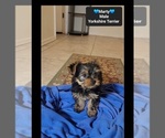 Small #2 Yorkshire Terrier