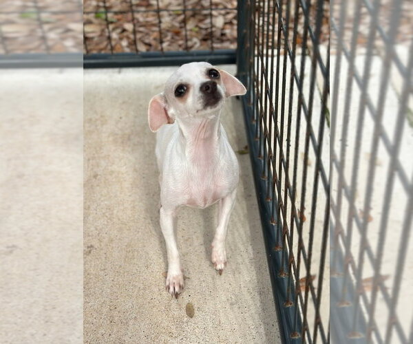 Medium Photo #1 Chihuahua Puppy For Sale in Oak Bluffs, MA, USA