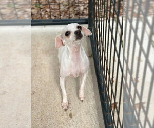 Chihuahua Dogs for adoption in Oak Bluffs, MA, USA