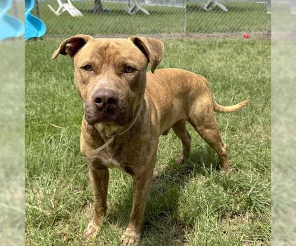 Medium Photo #2 American Pit Bull Terrier-Unknown Mix Puppy For Sale in Conroe, TX, USA