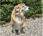 Small #1 Collie