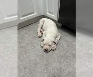 American Bulldog Puppy for sale in GOLDSBORO, NC, USA