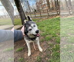 Small #3 Siberian Husky