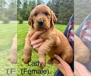 Golden Irish Puppy for sale in CARO, MI, USA