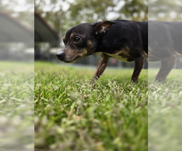 Medium Photo #3 Chihuahua-Unknown Mix Puppy For Sale in Albemarle, NC, USA