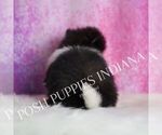 Small Photo #38 Pomeranian Puppy For Sale in WARSAW, IN, USA