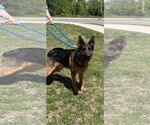 Small #1 German Shepherd Dog Mix