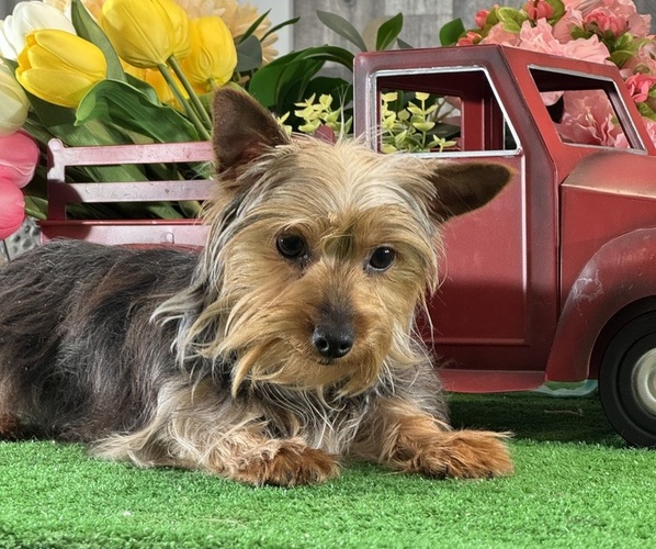 Medium Photo #2 Yorkshire Terrier Puppy For Sale in CANOGA, NY, USA