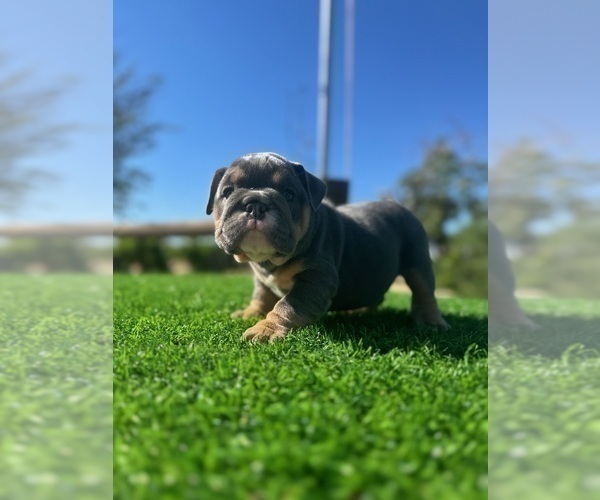 Medium Photo #6 English Bulldog Puppy For Sale in ANCHORAGE, AK, USA