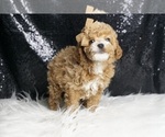 Small #4 Poodle (Toy)