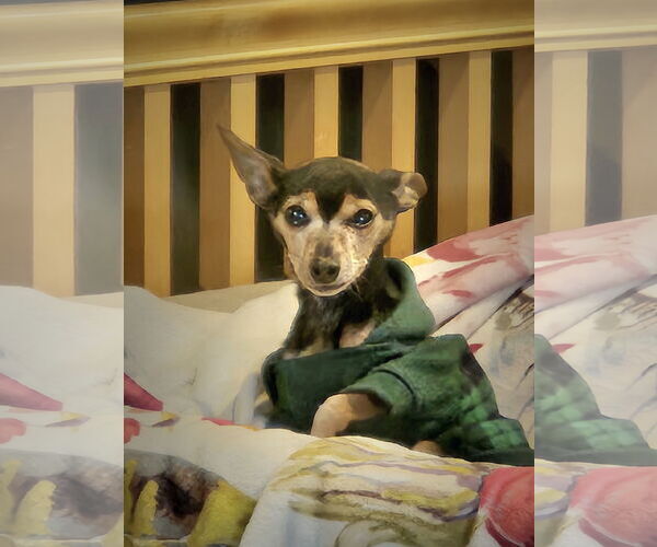 Medium Photo #3 Chihuahua-Unknown Mix Puppy For Sale in Farmington, MN, USA