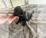 Small Photo #5 Labradoodle Puppy For Sale in KIRKSVILLE, MO, USA