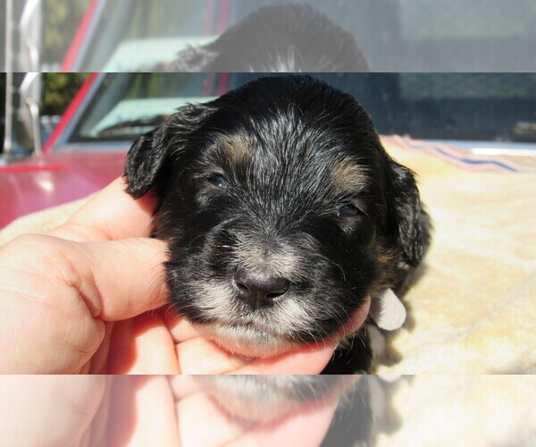 Medium Photo #5 Bernedoodle Puppy For Sale in BIG ROCK, IL, USA