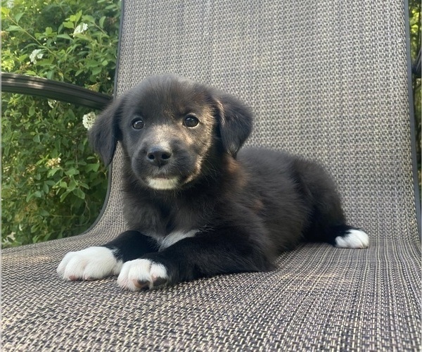 Medium Photo #7 English Shepherd-Jack Russell Terrier Mix Puppy For Sale in RICHMOND, MI, USA