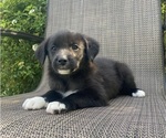 Small #6 English Shepherd-Jack Russell Terrier Mix