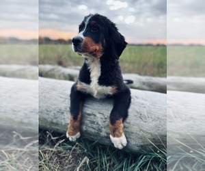 Bernese Mountain Dog Puppy for Sale in DECATUR, Michigan USA