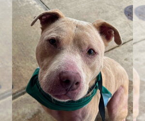 American Staffordshire Terrier Dogs for adoption in San Antonio, TX, USA