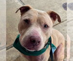 Small American Staffordshire Terrier