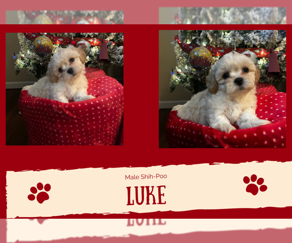 Medium Photo #1 Shih-Poo Puppy For Sale in WILMINGTON, NC, USA