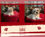 Puppy Luke Shih-Poo