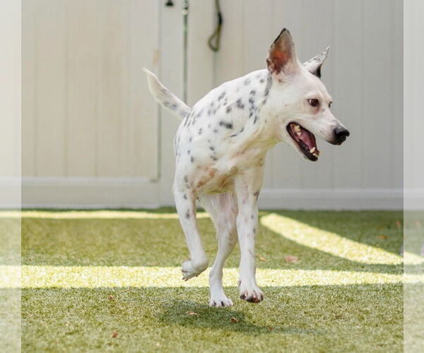 Medium Photo #4 Mutt Puppy For Sale in Canton, CT, USA