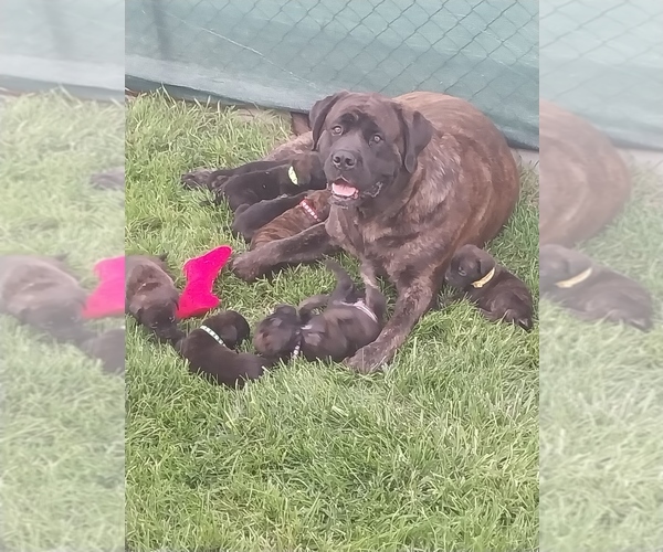 Medium Photo #26 Mastiff Puppy For Sale in MITCHELL, NE, USA
