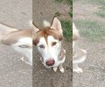 Small #4 Siberian Husky
