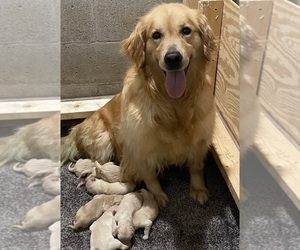 Mother of the Golden Retriever puppies born on 07/27/2022