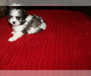 Havanese-Mi-Ki Mix Puppy for sale in THAYER, KS, USA