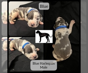 Great Dane Puppy for sale in LAWRENCEBURG, KY, USA