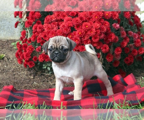 Medium Photo #1 Pug Puppy For Sale in PORTLAND, OR, USA