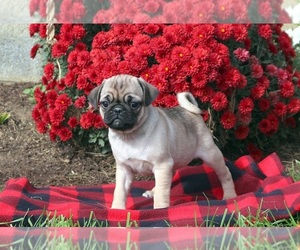 Pug Puppy for sale in PORTLAND, OR, USA