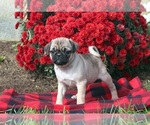 Small Photo #1 Pug Puppy For Sale in PORTLAND, OR, USA