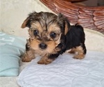 Small Yorkshire Terrier