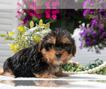 Small #1 Yorkshire Terrier
