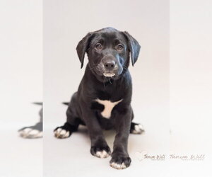 Labrador Retriever-Unknown Mix Dogs for adoption in Greenville, SC, USA