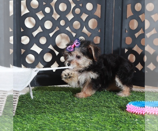 Medium Photo #5 Yo-Chon Puppy For Sale in MOUNT VERNON, OH, USA