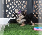 Small #4 Yo-Chon