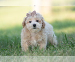 Small Photo #62 Maltipoo (Miniature) Puppy For Sale in WARSAW, IN, USA