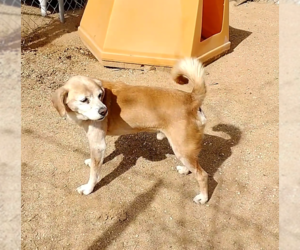 Sammy-his BFF is roomy - Male Beagle Dog for Adoption - Photo #3
