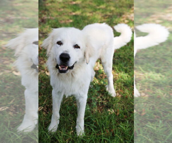 Medium Photo #5 Great Pyrenees Puppy For Sale in Dallas, TX, USA