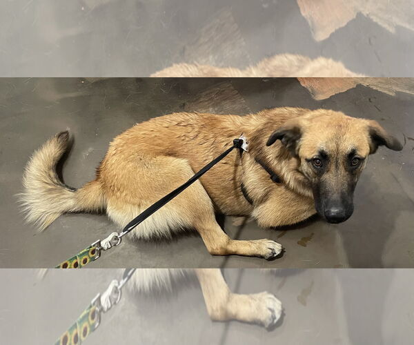 Medium Photo #4 German Shepherd Dog Puppy For Sale in Poplar Bluff, MO, USA